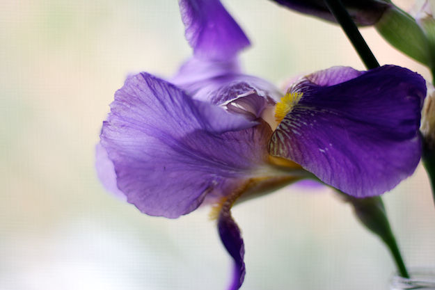 Iris Petals in the Light