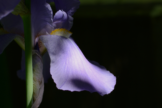 Rezzie's Iris Petal
